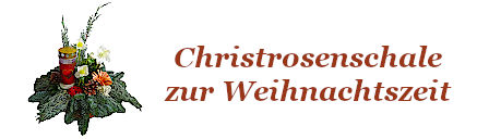 Christrosenschale zur Weihnachtszeit